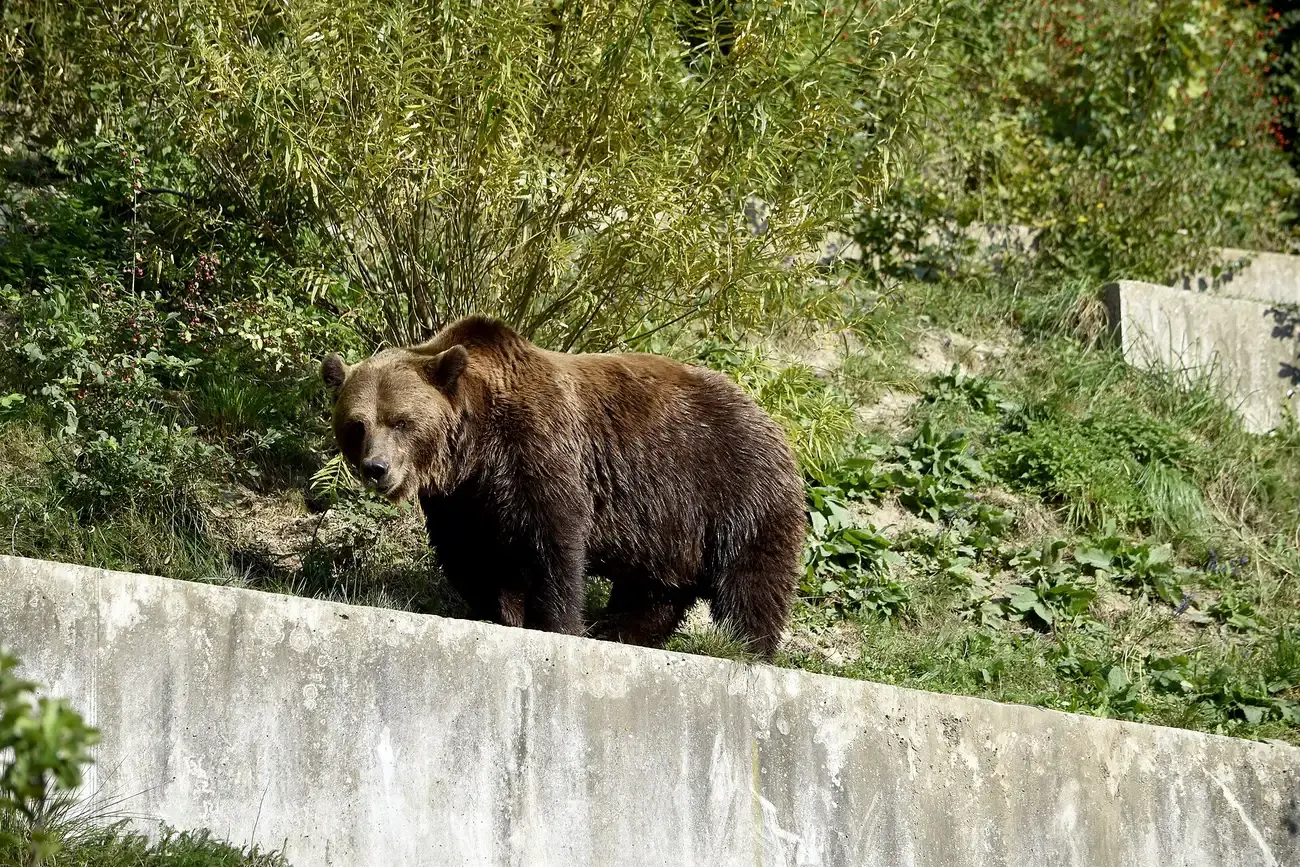 Braunbär im Bärenpark Bern